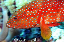 Coral grouper by Alan Lyall 